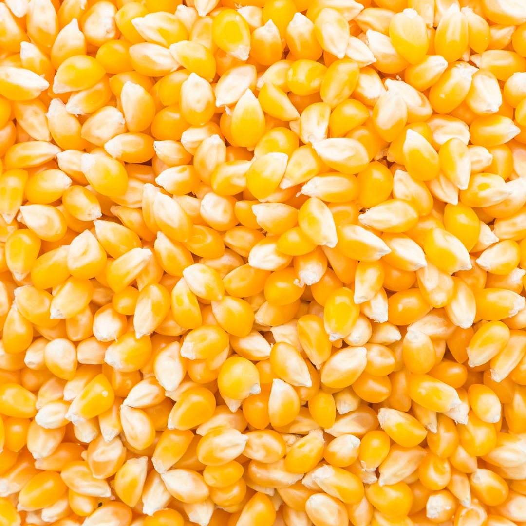 Whole Corn
